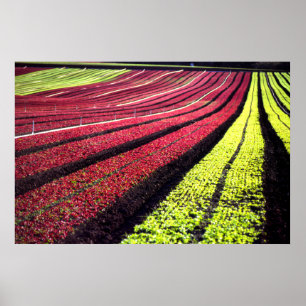 Roter und grüner Salat, Landkreis San Luis Obispo, Poster