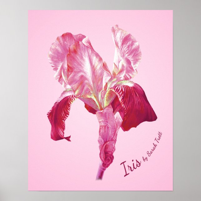 (Roter und rosa) Plakatdruck der Flaggen-Iris Poster (Vorne)