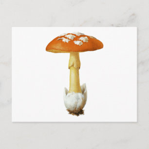 Roter und weißer gefleckter Pilz Postkarte