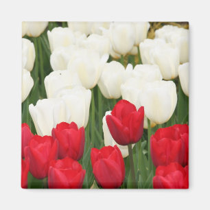 Roter und weißer Tulpe-Magnet Magnet