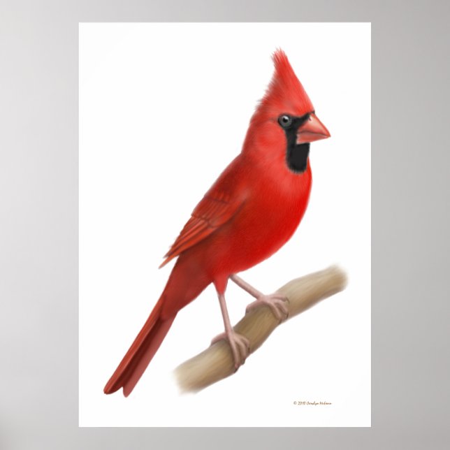 Roter Vogel-Kardinal Poster (Vorne)