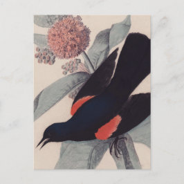 Roter Vogelschwarz von John James Audubon Postkarte