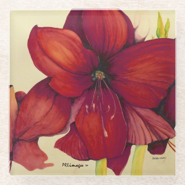 Roter Weihnachtsamaryllis-Glas-Untersetzer Glasuntersetzer (Vorderseite)