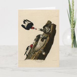 Roter Woodpecker - Audubons Vögel von Amerika Karte