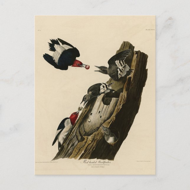 Roter Woodpecker - Audubons Vögel von Amerika Postkarte (Vorderseite)