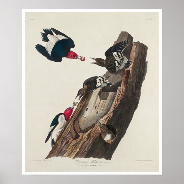 Roter Woodpecker von Audubon Poster (Vorne)