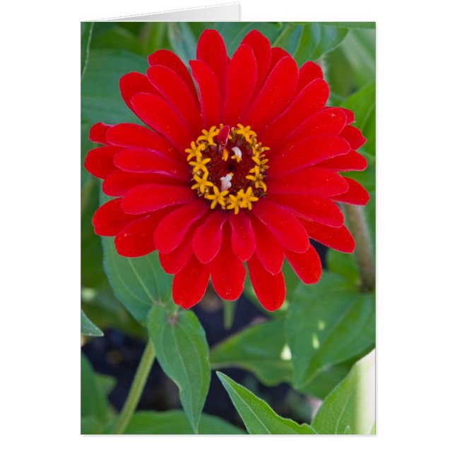 Roter Zinnia (Vorne)