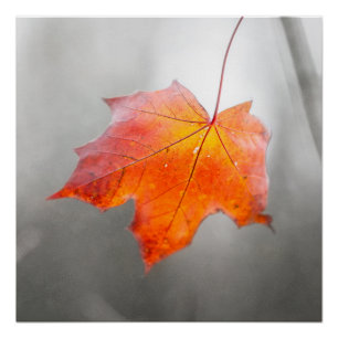 Rotes Ahornblatt - Samtiger Herbst Poster