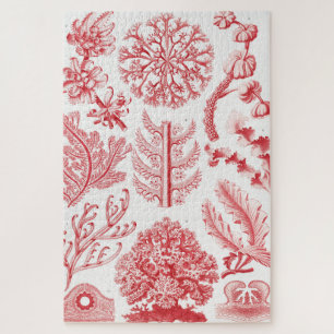 Rotes Alga Meer, Florideae Rotalgen von Ernst Haec Puzzle