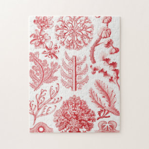 Rotes Alga Meer, Florideae Rotalgen von Ernst Haec Puzzle
