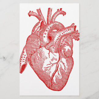 Rotes anatomisches Herz