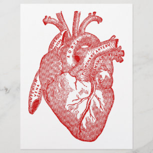 Rotes anatomisches Herz