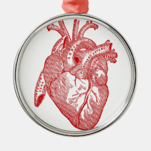 Rotes anatomisches Herz Silbernes Ornament