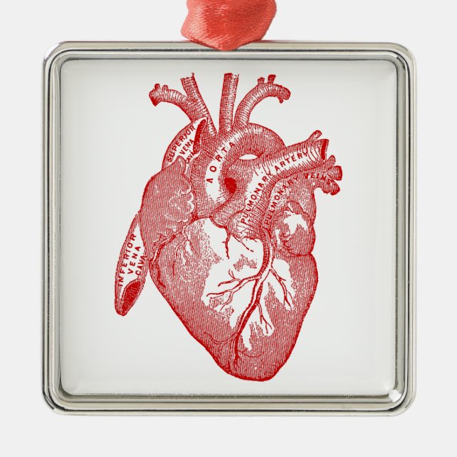 Rotes anatomisches Herz Silbernes Ornament (Vorne)