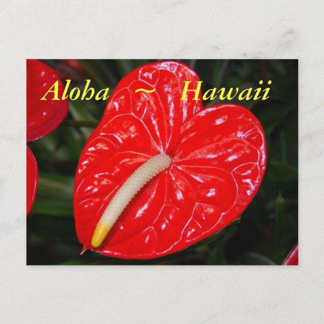 Rotes Anthurium-Blume Postkarte (Vorderseite)