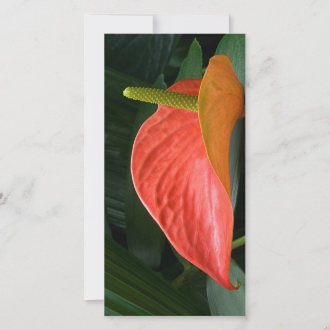 Rotes Anthurium Pflanze gegen Folios Dankeskarte (Vorderseite)