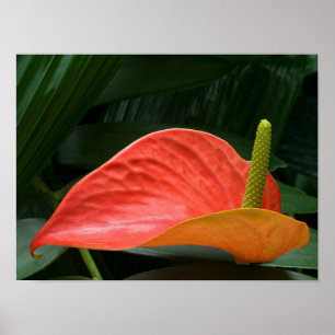 Rotes Anthurium Pflanze gegen Folios Poster