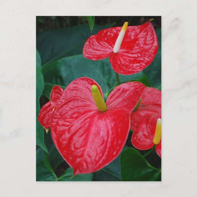 Rotes Anthurium - tropische Blume Postkarte (Vorderseite)