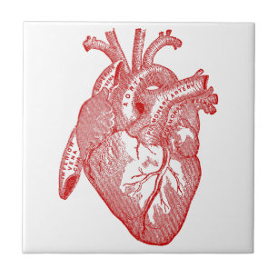 Rotes antikes anatomisches Herz Fliese