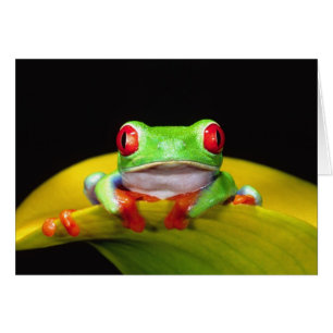 Rotes Auge Treefrog, Agalychinis callidryas, einhe
