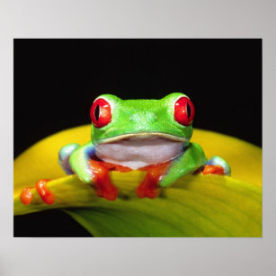 Rotes Auge Treefrog, Agalychinis callidryas, einhe Poster