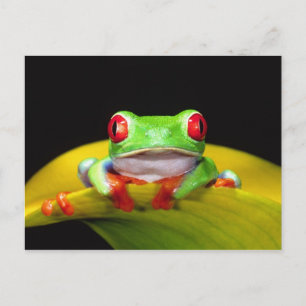 Rotes Auge Treefrog, Agalychinis callidryas, einhe Postkarte