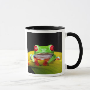 Rotes Auge Treefrog, Agalychinis callidryas, einhe Tasse