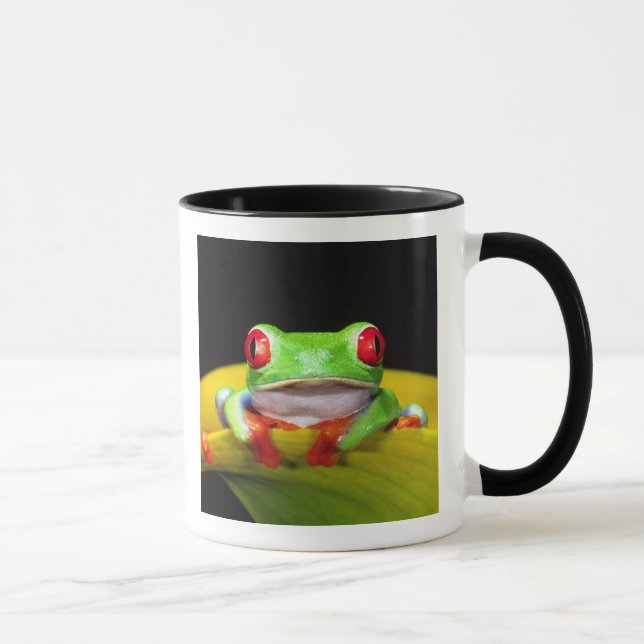 Rotes Auge Treefrog, Agalychinis callidryas, einhe Tasse (Rechts)