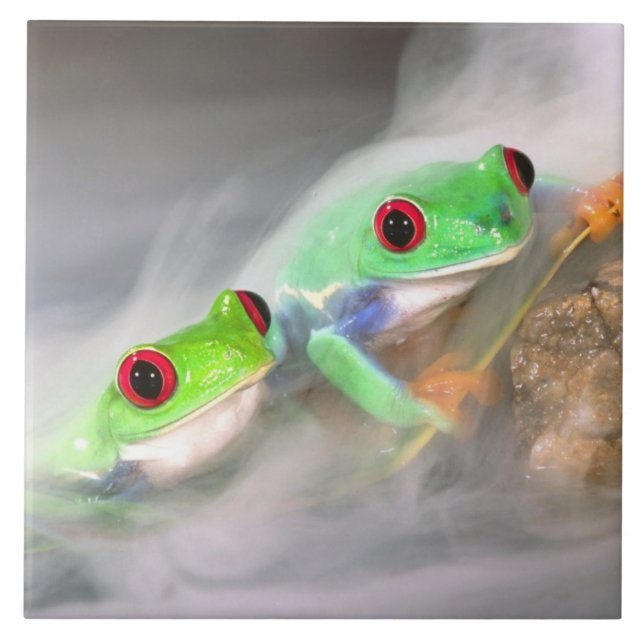 Rotes Auge Treefrog im Nebel, Agalychinis 2 Fliese (Vorderseite)