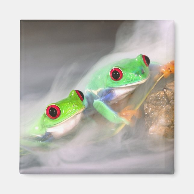 Rotes Auge Treefrog im Nebel, Agalychinis 2 Magnet (Vorne)