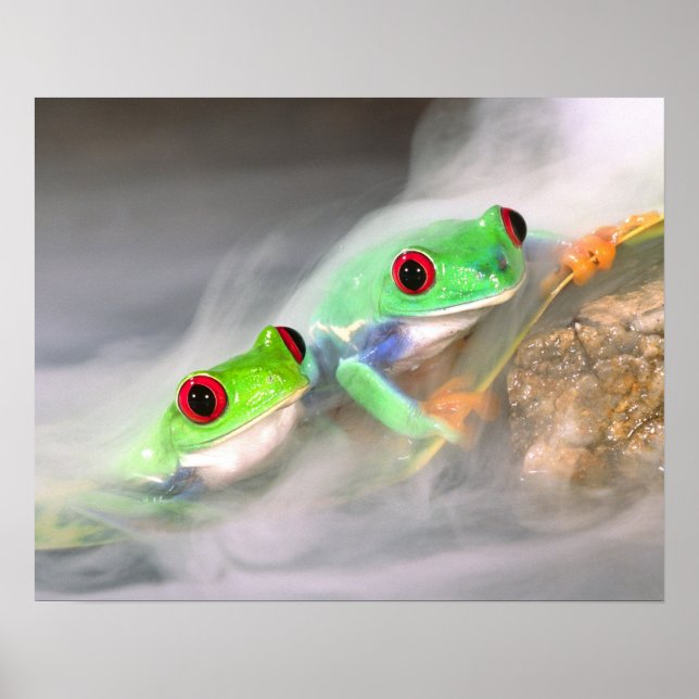 Rotes Auge Treefrog im Nebel, Agalychinis 2 Poster (Vorne)