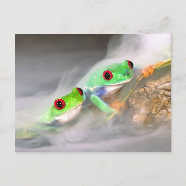 Rotes Auge Treefrog im Nebel, Agalychinis 2 Postkarte (Vorderseite)