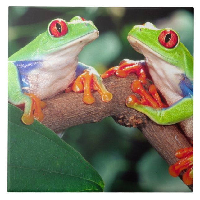 Rotes Auge Treefrog Pair, Agalychinis callidryas Fliese (Vorderseite)