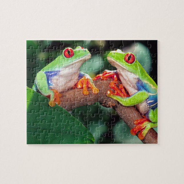 Rotes Auge Treefrog Pair, Agalychinis callidryas Puzzle (Horizontal)