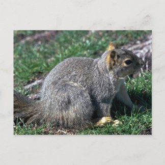 Rotes Baumhirrel Postkarte