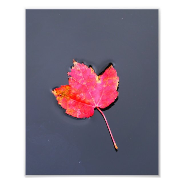 Rotes Blatt an der Seite Fotodruck (Vorne)