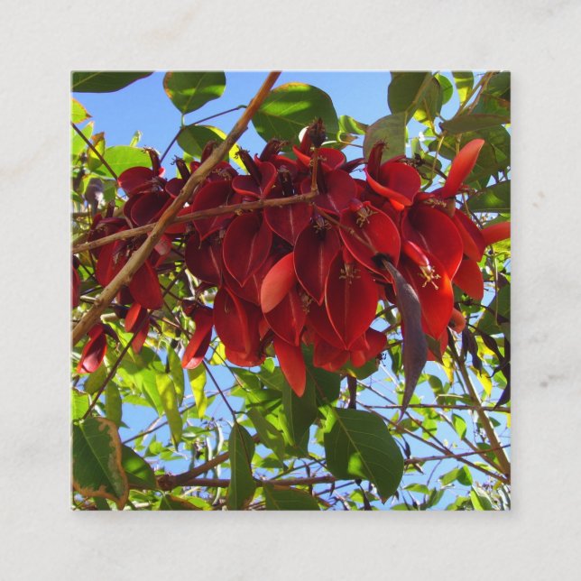 rotes Blätter Karte (Vorderseite)