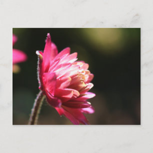 Rotes Blumen-Sonnenlicht-Blumenpostkarte Postkarte