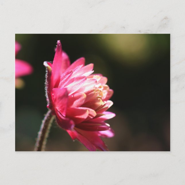 Rotes Blumen-Sonnenlicht-Blumenpostkarte Postkarte (Vorderseite)