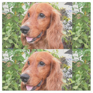 rotes cocker-spaniel-.png stoff