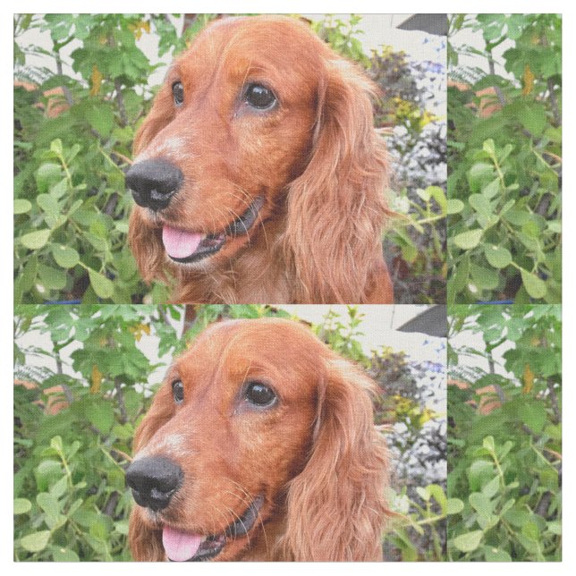 rotes cocker-spaniel-.png stoff (Nahaufnahme)