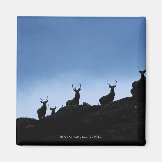 ROTES DEER (CERVUS ELAPHUS) SILHOUETT GEGEN MAGNET (Vorne)
