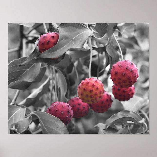 Rotes Dogwood Frucht teilweise Farbe Poster (Vorne)
