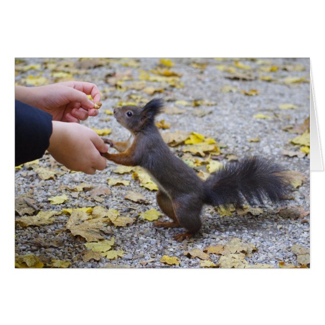 Rotes Eichhörnchen (Vorderseite (Horizontal))