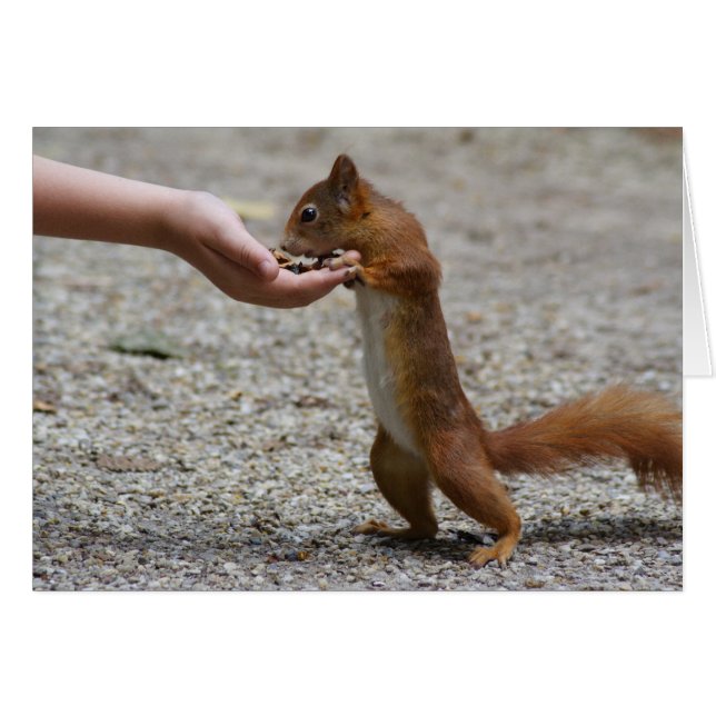 Rotes Eichhörnchen (Vorderseite (Horizontal))