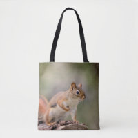 Rotes Eichhörnchen