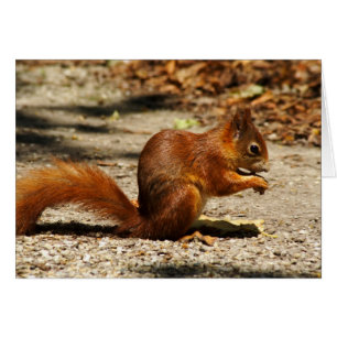 Rotes Eichhörnchen