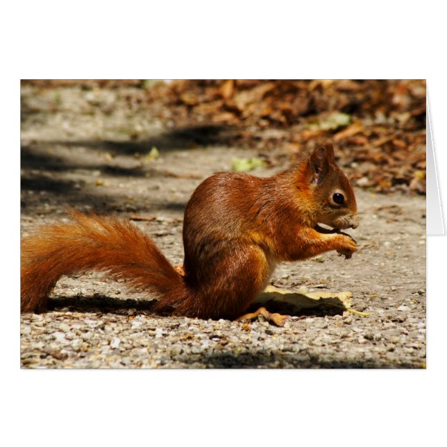 Rotes Eichhörnchen (Vorderseite (Horizontal))