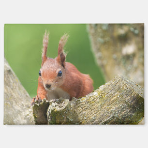 Rotes Eichhörnchen aus Baumzweig pinkeln Magnet