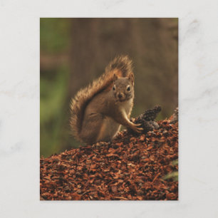 Rotes Eichhörnchen aus Debris Pile Postkarte
